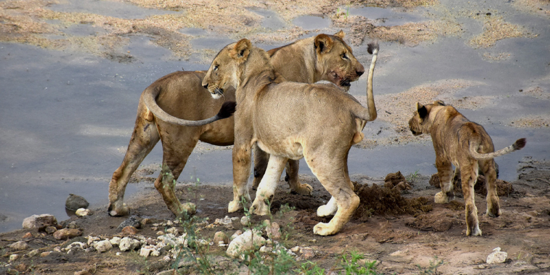 5 Days Tanzania Budget Camping Safari
