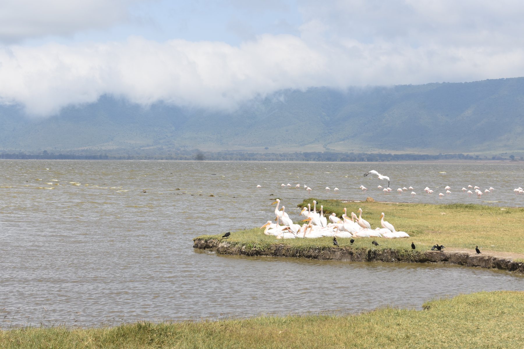 Pelicans and flamingos beside a crater lake