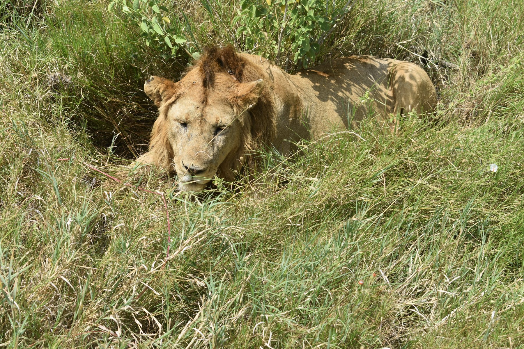 Male lion resting in long grass