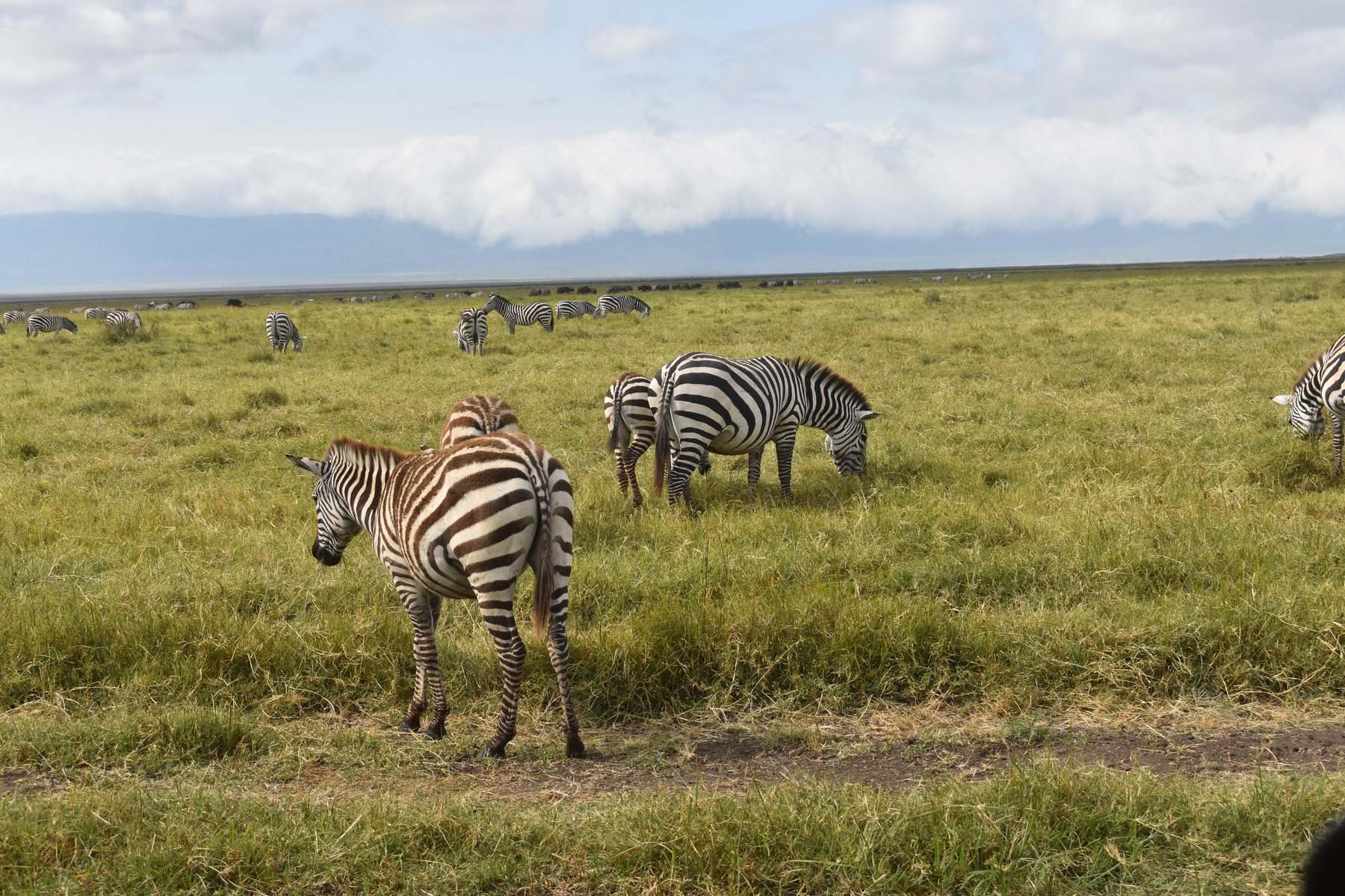 Herd of zebras grazing across open plains